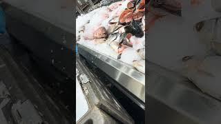 Avoid Spoilage Fish Freshness Market Tips Cover plenty of Ice #ice #fish #shorts