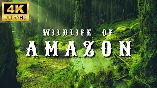 Amazon 4K Wildlife - Creatures Inhabiting the Jungle  Amazon Rainforest  Relaxation Film