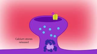 Reading calcium to write memories the importance of CaMKII autophosphorylation