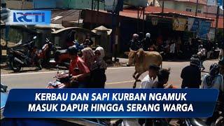 Kerbau dan Sapi Kurban Ngamuk Masuk Dapur Hingga Serang Warga - SIP 1806