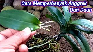 Cara Memperbanyak Anggrek