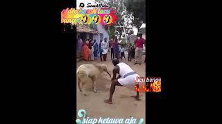 kumpulan video lucu banget bikin ngakak  binatang vs manusia