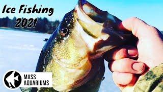 Ice fishing Massachusetts 2021 OVER 600 FISH CAUGHT