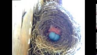 Robin Eggs to Chicks Bird Time Lapse