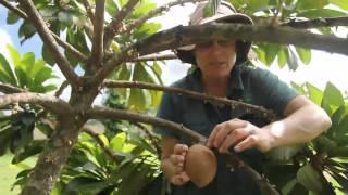 Mamey Sapote Tree - When is it ripe?