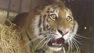 rTIFU by Poking a Tiger in its Balls