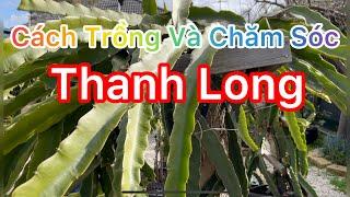 CÁCH TRỒNG VÀ CHĂM SÓC CÂY THANH LONG l HOW TO GROW A PLANT DRAGON FRUIT l CUỘC SỐNG ÚC