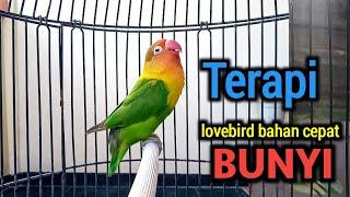 PANCINGAN LOVEBIRD FIGHTER SUARA BURUNG LOVEBIRD NGEKEK PANJANG TERAPI LOVEBIRD CEPAT NGEKEK
