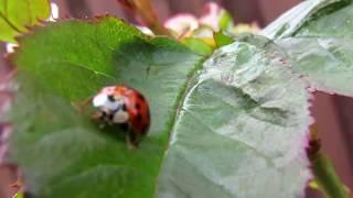 Harlequin Ladybird