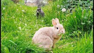 LIVE - Bunny Cam #4 - Windy Garden Run - Netherland Dwarf Rabbits
