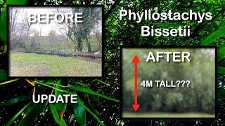 Three Year BAMBOO Update Phyllostachys Bissetii