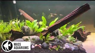 EASY AQUARIUM PLANTS Simplistic River Bottom Aquarium