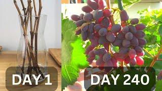 Growing grapes in pots from cutting until harvest in 240 days  Growing grapes in tropical country.