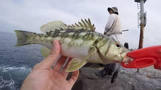 Newport Harbor Calico Bass Fishing & Bonito FEEDING FRENZY