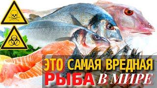 Самая Вредная Рыба в Мире  Самая Опасная для Здоровья Рыба
