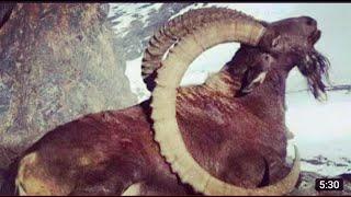 Hamalian Ibex Hunting Gilgit Baltistan