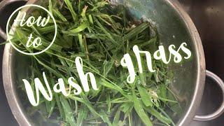 HOW TO WASH GRASS FOR YOUR RABBITS  The Rabbit Sanctuary