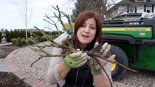 Planting A Few Bare Root Roses  Garden Answer