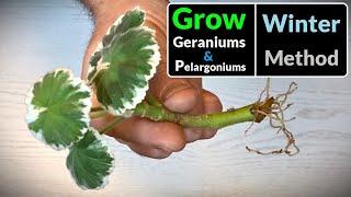 How to Grow Geraniums  Pelargoniums from Cuttings All Year Round Method