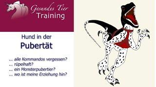 Hundetraining - Junghunde Teil 2 - Pubertät zwischen 6. Monat und 12. Monat