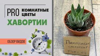 Хавортия - пампушка суккулент  Как ухаживать за хавортией