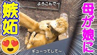 父オリトに甘えにいく娘に体当たり→嫉妬した母の行動が超速いｗ旭山動物園のライオンさん