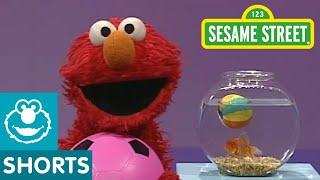 Sesame Street Play Ball  Elmos World