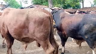 Review sapi Bakalan di pasar sapi Wirosari