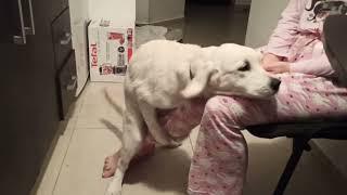 Very funny Golden Retriever puppy girl humps her moms leg