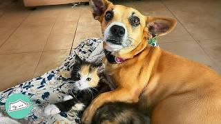 Dog Meets A Kitten And Becomes Her Mom  Cuddle Buddies