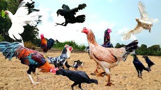 Ayam Lucu Ayam Jantan Induk Ayam itik Ayam kateAyam JagoAnak Ayam Warna Warni Lagu Tek Kotek