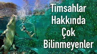 Timsahlar Hakkında Çok Bilinmeyen Sıradışı Bilgiler