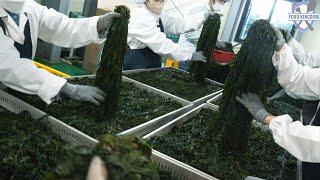 Overwhelming Salted seaweed mass production factory