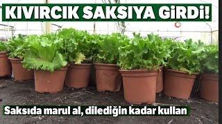 Kıvırcık Saksıya Girdi