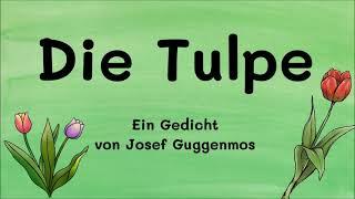 Die Tulpe - Ein Gedicht von Josef Guggenmos