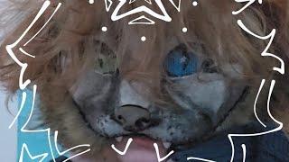 THERIANCAT MASK TUTORIAL  FULL VIDEO ᐠ - ˕ -マ