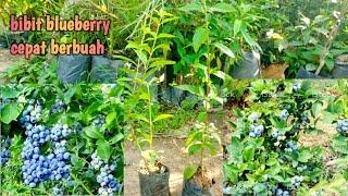 bibit blueberry genjah cepat berbuah