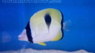 Teardrop Butterflyfish Video