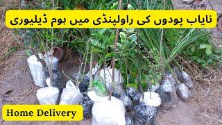 Unique Fruit Plants Deliver To Rawalpindi  Home Delivery  Rare Garden