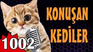 Komik Kedi Videoları - Konuşan Kediler 1002 Yeni Bölüm