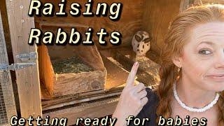 Raising Rabbits Preparing for birth