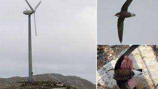 Rare bird white throated needletail killed by wind turbine in front of crowd of twitchers.