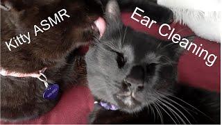 ASMR Cat Deep Ear Cleaning ‍⬛