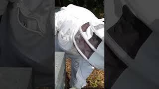 Отцовские пчелосемьи на матковыводной пасеке Лорана Дюге Франция