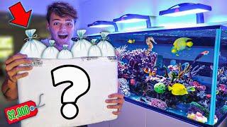 BUYING $2000 in FISH for My SALTWATER REEF AQUARIUM