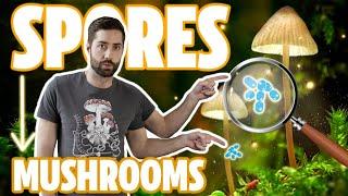 ️ Understanding The Mushroom Life Cycle - From Spores To Mycelium To Mushroom And Back Again