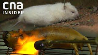 Eating Bamboo Rats in China