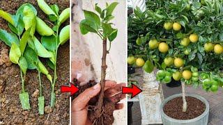 How to rooting a lime branch very easy an take big harvest soon - The home garden - Organic farming.