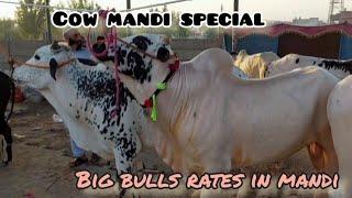 Cow mandi rates  Malakand taxila cow mandi latest update  Cow mandi 2024 #youtube #cow