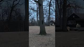 Squirrel climbs tree likes to play hide and seek